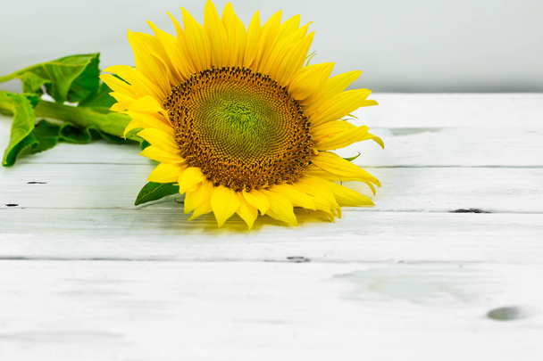 young beautiful sunflowers isolated on a white background - Photo, Image