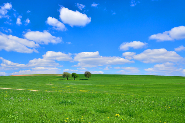 緑の野と青い空 - 写真・画像