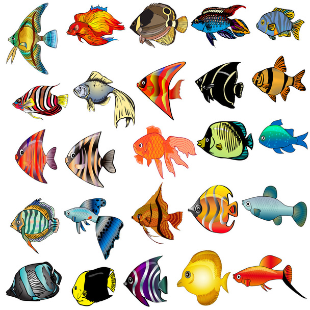 Kit fish is insulated on white background - Vector, imagen