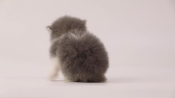 Modrá a bílá perská kočička se vrací a pomalu kráčí - Záběry, video