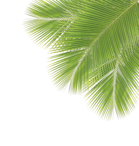 Kokosový list izolované na bílém pozadí - Fotografie, Obrázek