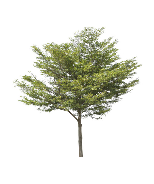 Beyaz bir arka plan üzerinde izole ağaç - Fotoğraf, Görsel