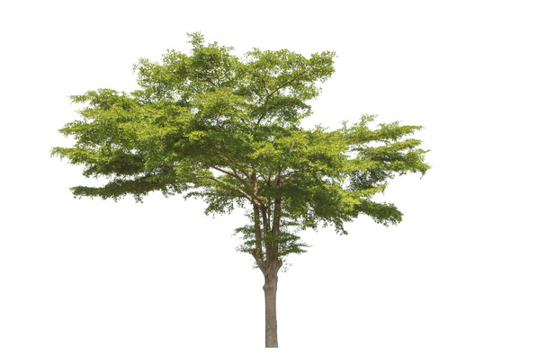 Дерево ізольовано на білому тлі
 - Фото, зображення