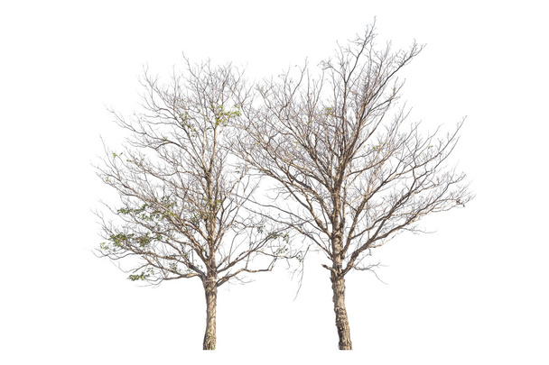 strom izolovaných na bílém pozadí - Fotografie, Obrázek