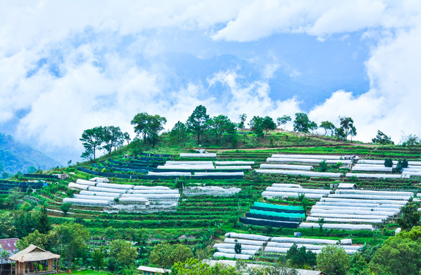 Organic plantation of Thai hill-tribe, Doi Ang Khang. - Photo, Image