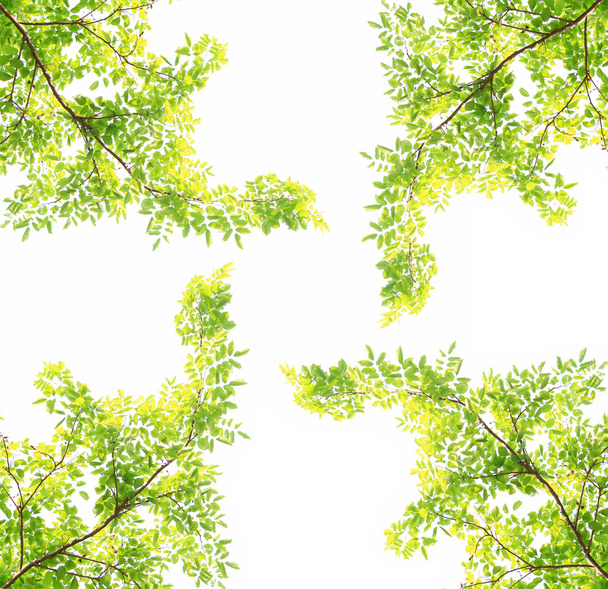 hojas verdes fondo - Foto, Imagen