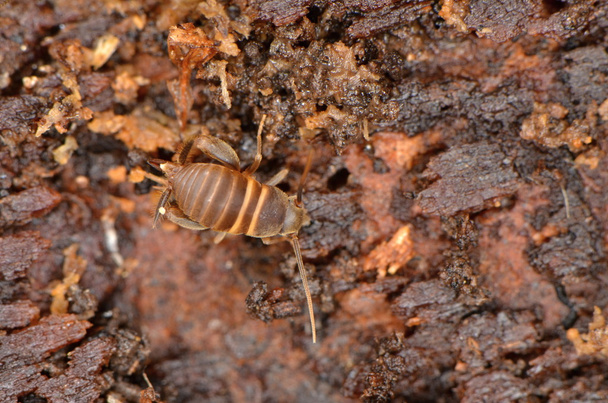 Myrmecophila acervorum in der Natur - Foto, Bild