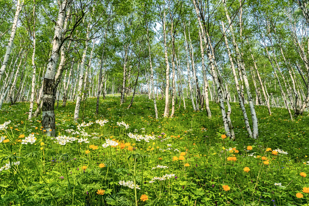 The slope, strewn with flowers - Fotografie, Obrázek
