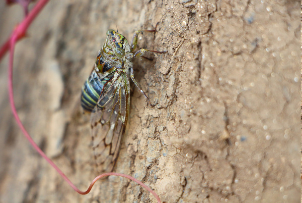bir ağaç kabuğu üzerinde cicada. Hindistan  - Fotoğraf, Görsel