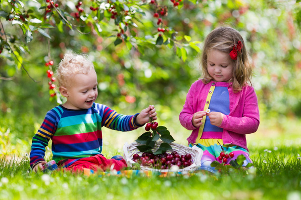 Des enfants cueillent des cerises dans une ferme fruitière
 - Photo, image