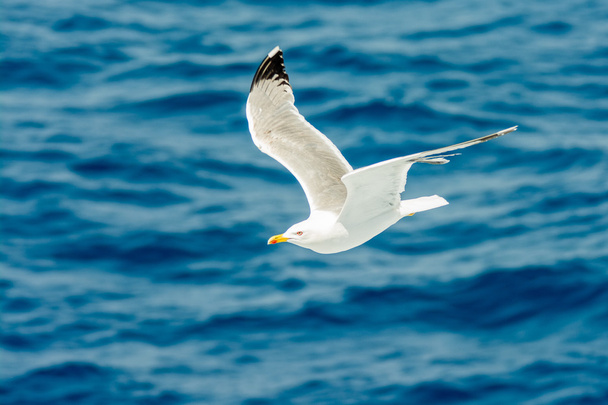 seagull flying over the sea - Photo, Image
