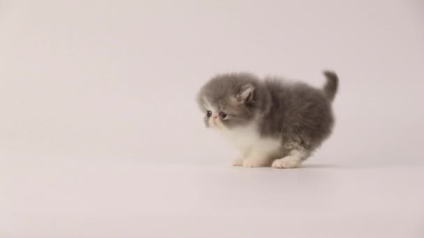 Blauwe en witte Perzische kitten kat stap achteruit en draaiende rond - Video