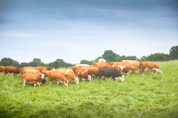 Корови пасуться на чудовому зеленому пасовищі
 - Фото, зображення