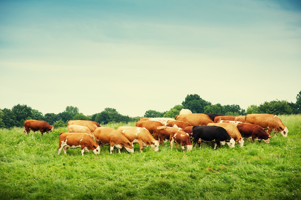 Коровы пасутся на прекрасном зеленом пастбище - Фото, изображение
