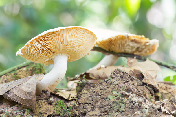 Champignon empoisonnant ou champignon toxique
 - Photo, image