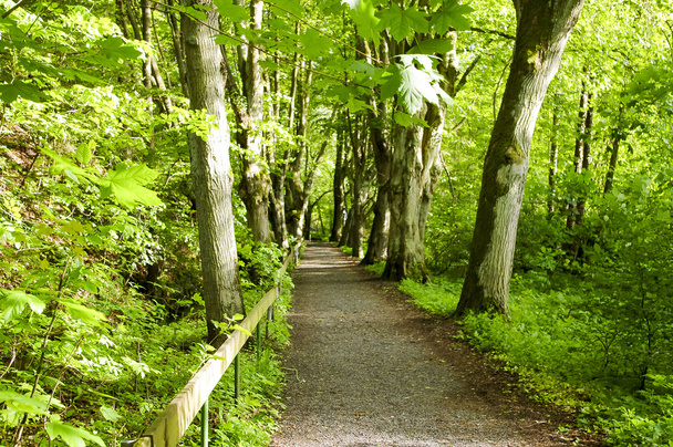 Az út az erdőbe sétálni. - Fotó, kép