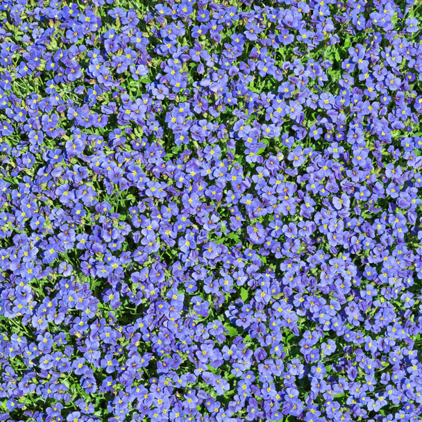 Vierkant florale achtergrond met multipliciteit wilde blauwe bloempjes - Foto, afbeelding