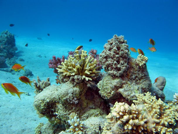 Arrecife de coral con peces exóticos
 - Foto, imagen