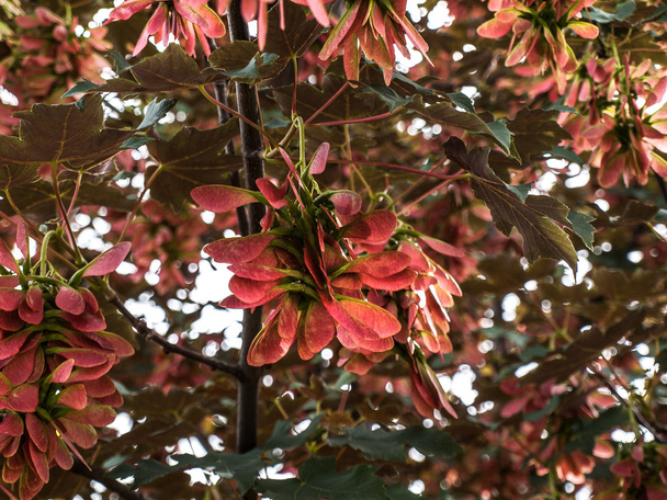 Семена красного клена в верхушке дерева
 - Фото, изображение