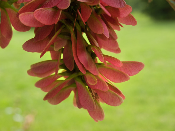 Red maple seeds - closeup shot - Фото, изображение