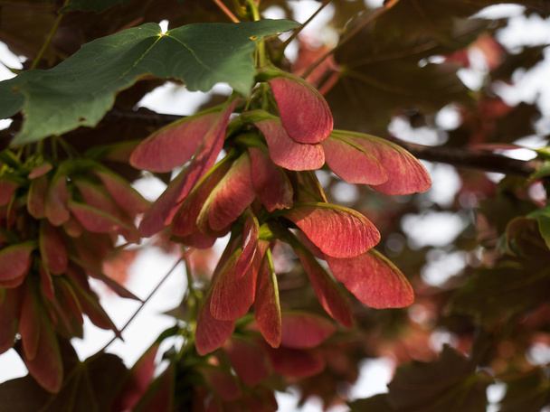Σπόροι Κόκκινο σφενδάμνου με πράσινο maple leaf - closeup πυροβόλησε - Φωτογραφία, εικόνα