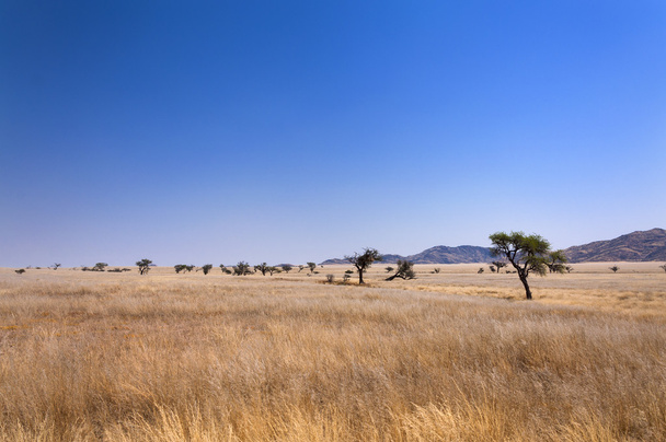Uitzicht op de savanne in Namibië - Foto, afbeelding