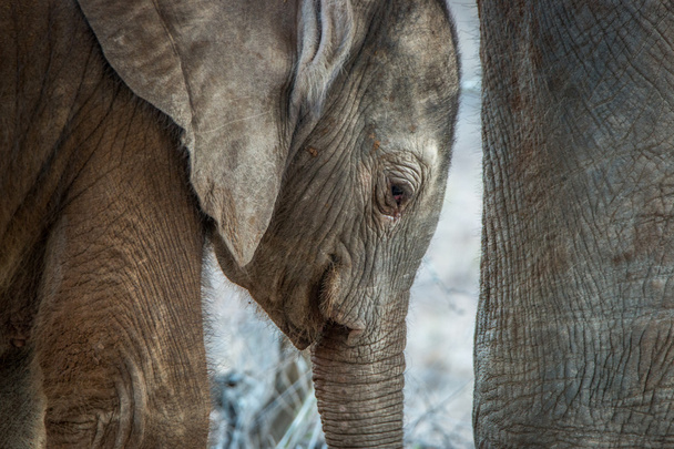 Primer plano de un elefante bebé en el Parque Nacional Kruger
. - Foto, imagen