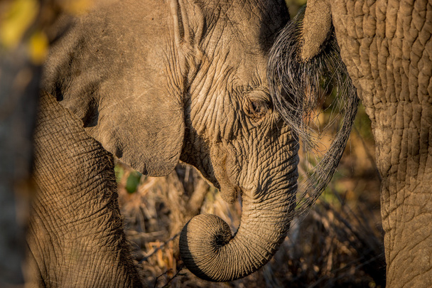 Слон їдять в Національний парк Крюгера. - Фото, зображення