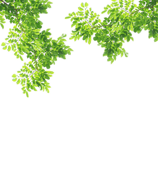 πράσινα φύλλα που απομονώνονται σε λευκό φόντο - Φωτογραφία, εικόνα