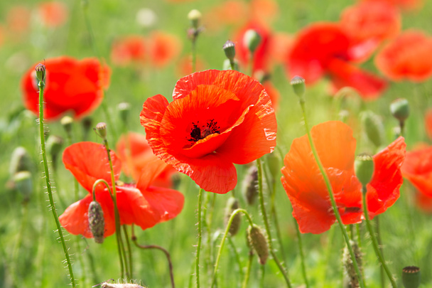 Some poppies on green field - Photo, Image