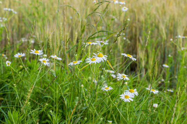 kvetoucí daisies na louce - Fotografie, Obrázek