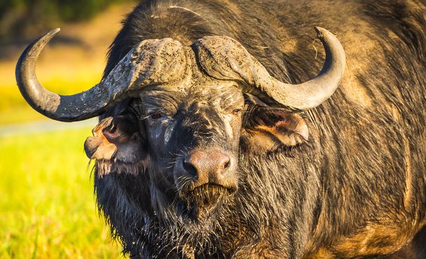 Cape Buffalo Afrika - Fotoğraf, Görsel