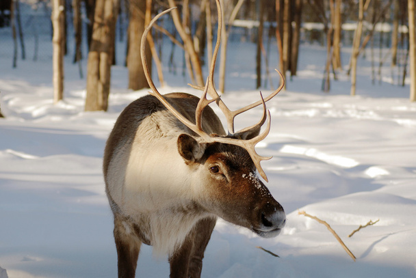 Divoká zvěř ve sněhobílém zimním lese - Fotografie, Obrázek