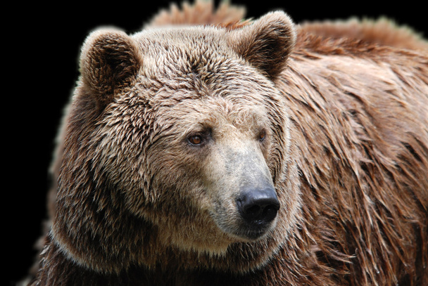 Harmaakarhu, joka tunnetaan myös nimellä hopeakärkikarhu, harmaakarhu tai Pohjois-Amerikan ruskea karhu, on ruskean karhun alalaji, joka yleensä asuu Länsi-Amerikan vuoristossa.. - Valokuva, kuva