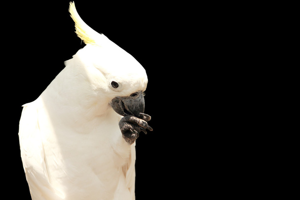 Cockatoo isolated on black - Photo, Image