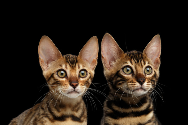 Closeup Portrait of Two Young Bengal Kittens, Isolated Black Background - 写真・画像