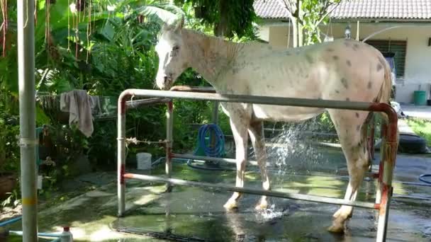 shower horse and clean - Footage, Video