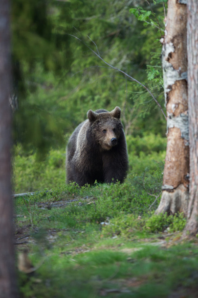 Orso bruno nella foresta finlandese
 - Foto, immagini