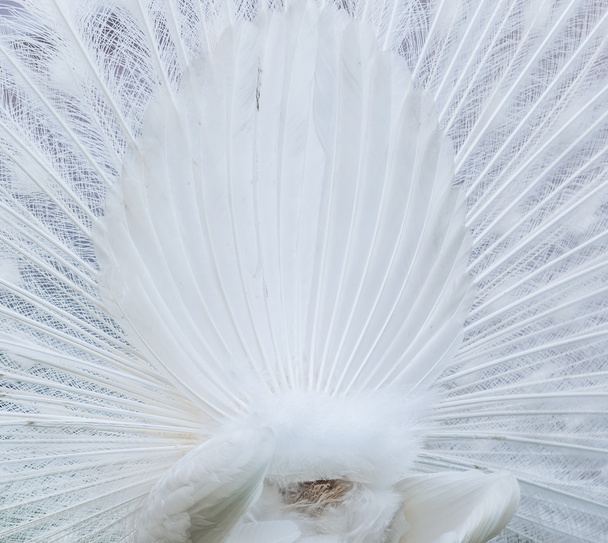 Beautiful white peacock  - Fotoğraf, Görsel
