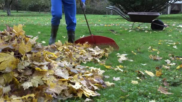jardinero hombre rastrillo hojas de otoño y carro vacío durante las obras de otoño en el patio. 4K
 - Metraje, vídeo