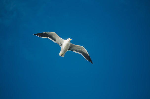 sirálymadár repülés közben - Fotó, kép