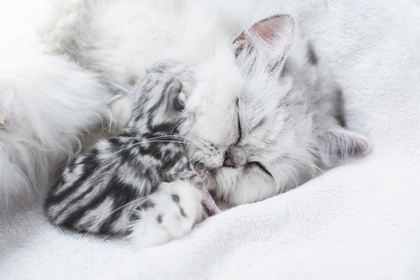 Kot Perski piêkne karmienie jej kotek - Zdjęcie, obraz