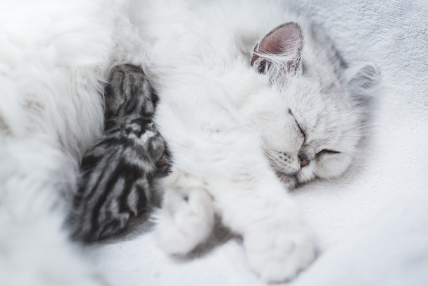 Ένα επιβλητικό περσική γάτα σίτιση της γατάκι - Φωτογραφία, εικόνα