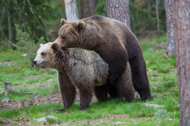 καφέ αρκούδες ζευγάρωμα στο δάσος της Φινλανδίας - Φωτογραφία, εικόνα
