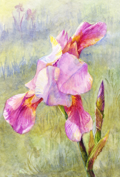 pink iris watercolor, suit for poster, wallpaper, background, po - Foto, Imagen