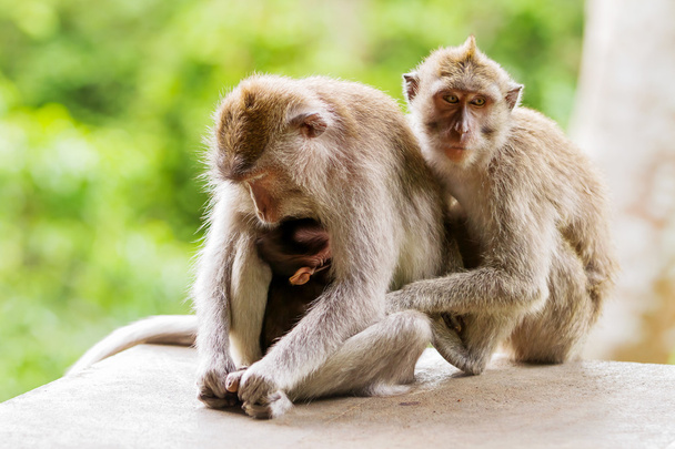 Sleeping monkeys. Monkey forest in Ubud, Bali, Indonesia. - Фото, зображення