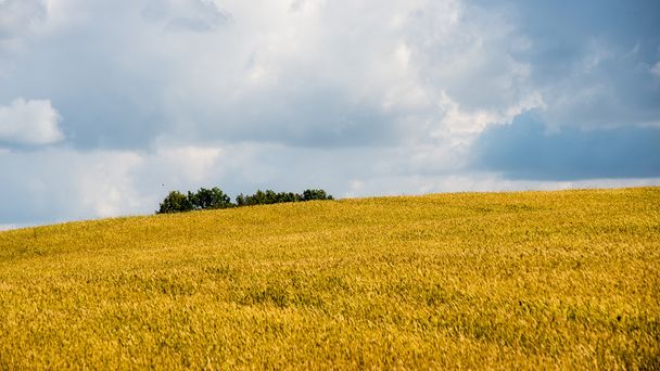 Καλοκαίρι τοπίο με σιτάρι τομέα και σύννεφα - Φωτογραφία, εικόνα