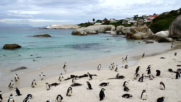 Пингвины на полуострове Кейп - Фото, изображение