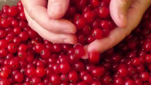 Red currants in a woman's hands - Footage, Video