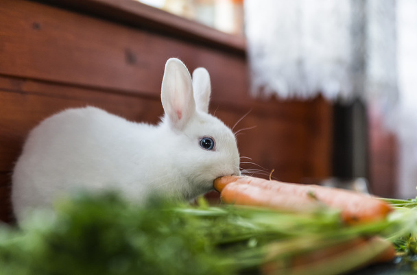 white fluffy rabbit and carrots - Foto, afbeelding